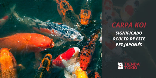 Carpa Koi significado oculto de este pez japonés