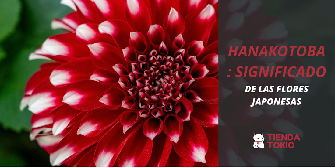 Hanakotoba: significado de las Flores Japonesas